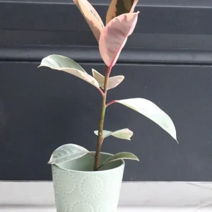 Ficus Tineke Rubber Tree Live Plant – Variegated Houseplant – 4 inch Pot – Easy Care Indoor Plant - Image 2