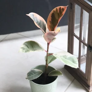 Ficus Tineke Rubber Tree Live Plant – Variegated Houseplant – 4 inch Pot – Easy Care Indoor Plant - Image 3