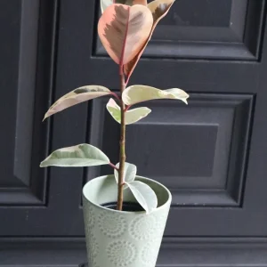 Ficus Tineke Rubber Tree Live Plant – Variegated Houseplant – 4 inch Pot – Easy Care Indoor Plant - Image 5
