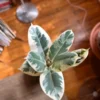 Ficus Tineke Variegated Rubber Plant – Live Houseplant – 4 inch Pot - Image 1