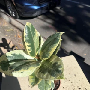 Ficus Tineke Variegated Rubber Plant – Live Houseplant – 4 inch Pot - Image 2