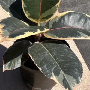 Ficus Tineke Variegated Rubber Plant – Live Houseplant – 4 inch Pot - Image 4