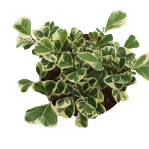 Ficus Triangularis Variegata Live Plant - 6 inch Pot - Indoor Houseplant - Image 2