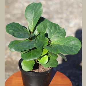 Fiddle Leaf Fig Tree - Large Ficus Lyrata Live Plant - 6 inch Nursery Pot - Indoor Air Purifying Houseplant - Image 4