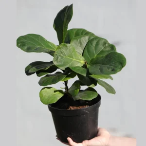 Fiddle Leaf Fig Tree - Large Ficus Lyrata Live Plant - 6 inch Nursery Pot - Indoor Air Purifying Houseplant - Image 6