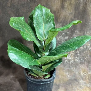 Fiddle Leaf Fig Tree Live Plant – Ficus Lyrata – 2 Feet Tall in 10