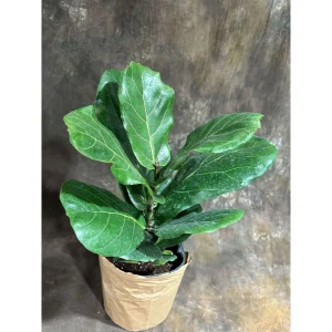 Fiddle Leaf Fig Tree Live Plant – Ficus Lyrata – 2 Feet Tall in 10
