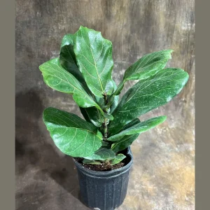 Fiddle Leaf Fig Tree Live Plant – Ficus Lyrata – 2 Feet Tall in 10
