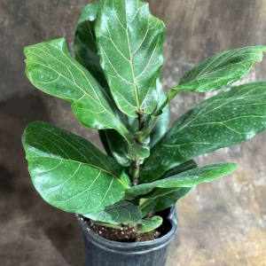 Fiddle Leaf Fig Tree Live Plant – Ficus Lyrata – 2 Feet Tall in 10