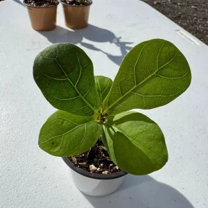 Fiddle Leaf Fig Tree Live Plant - Ficus Lyrata - 2 inch Pot - Indoor Houseplant - Image 2
