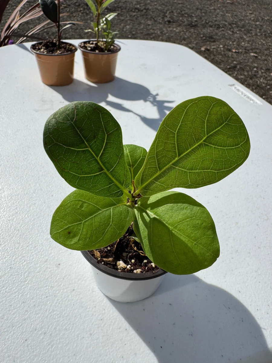 Fiddle Leaf Fig Tree Live Plant - Ficus Lyrata - 2 inch Pot - Indoor Houseplant - Image 2