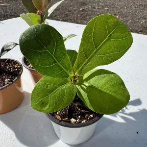 Fiddle Leaf Fig Tree Live Plant - Ficus Lyrata - 2 inch Pot - Indoor Houseplant - Image 3