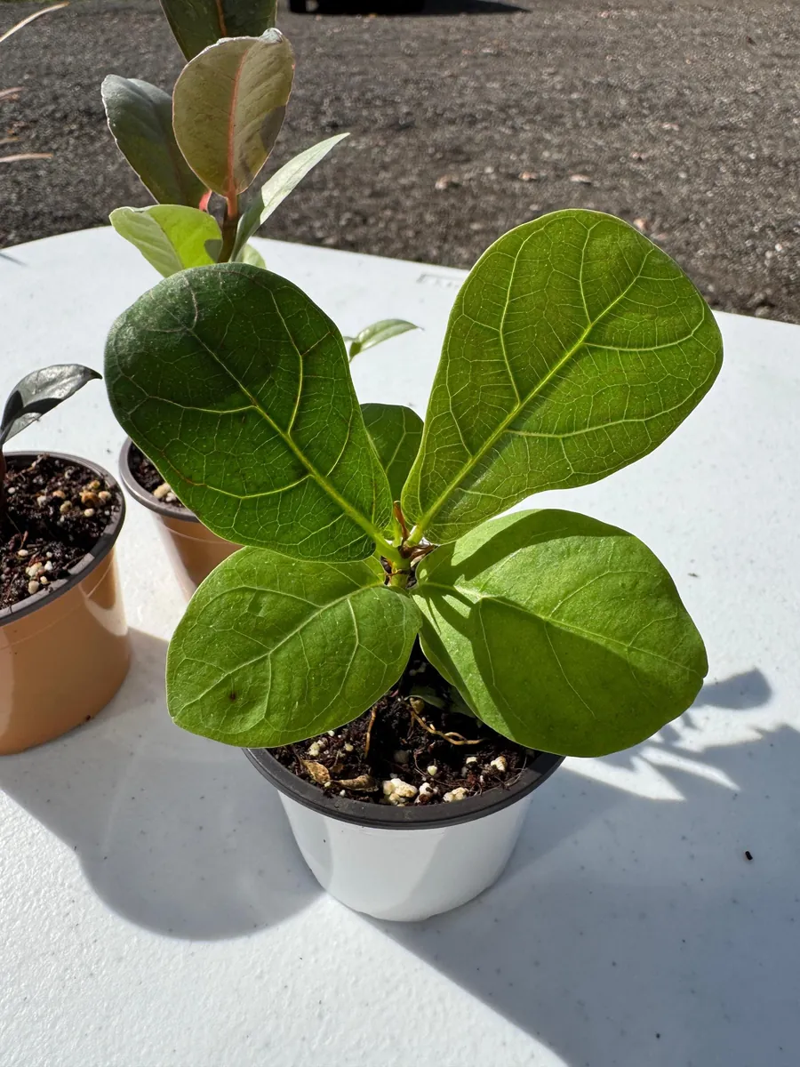 Fiddle Leaf Fig Tree Live Plant - Ficus Lyrata - 2 inch Pot - Indoor Houseplant - Image 3