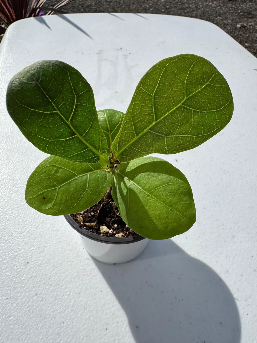 Fiddle Leaf Fig Tree Live Plant - Ficus Lyrata - 2 inch Pot - Indoor Houseplant - Image 4