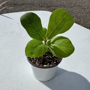 Fiddle Leaf Fig Tree Live Plant - Ficus Lyrata - 2 inch Pot - Indoor Houseplant - Image 5