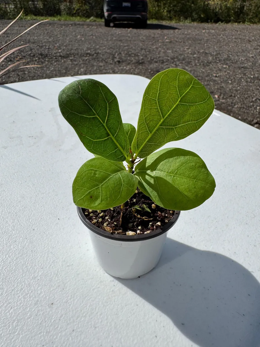 Fiddle Leaf Fig Tree Live Plant - Ficus Lyrata - 2 inch Pot - Indoor Houseplant - Image 5