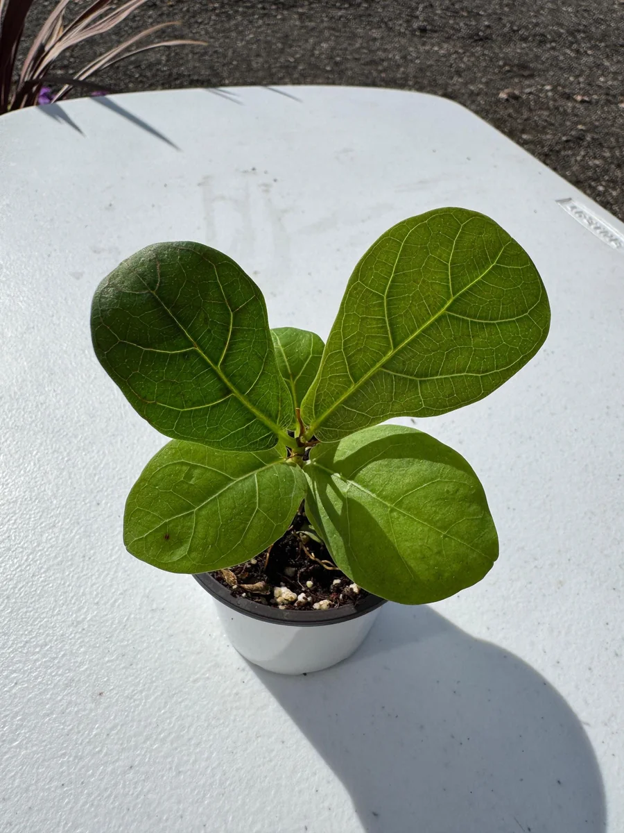 Fiddle Leaf Fig Tree Live Plant - Ficus Lyrata - 2 inch Pot - Indoor Houseplant - Image 7