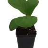 Fiddle Leaf Fig Tree Live Plant - Ficus Lyrata - Indoor Tree - 2.5" Pot - Image 1