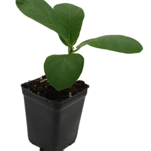 Fiddle Leaf Fig Tree Live Plant - Ficus Lyrata - Indoor Tree - 2.5