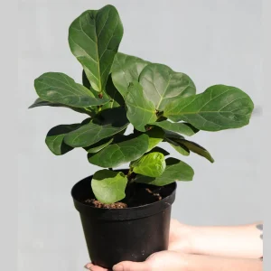Fiddle Leaf Fig Tree Live Plant - Large Ficus Lyrata in 6 inch Nursery Pot - Indoor Air Purifying Houseplant - Image 3