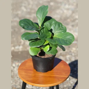 Fiddle Leaf Fig Tree Live Plant - Large Ficus Lyrata in 6 inch Nursery Pot - Indoor Air Purifying Houseplant - Image 4