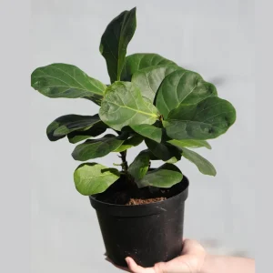 Fiddle Leaf Fig Tree Live Plant - Large Ficus Lyrata in 6 inch Nursery Pot - Indoor Air Purifying Houseplant - Image 5