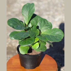 Fiddle Leaf Fig Tree Live Plant - Large Ficus Lyrata in 6 inch Nursery Pot - Indoor Air Purifying Houseplant - Image 7