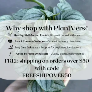 Fiddle Leaf Fig Tree Live Plant - Large Ficus Lyrata in 6 inch Nursery Pot - Indoor Air Purifying Houseplant - Image 8