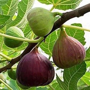 Fig Fruit Tree Live Plant - Sweet Edible Figs - Half Gallon Pot - Image 4