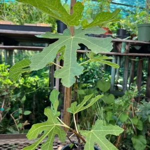 Fig Mission Live Plant - 1-2ft Tall, Sweet Purple-Black Fruit, 6" Pot - Image 2