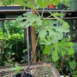 Fig Mission Live Plant - 1-2ft Tall, Sweet Purple-Black Fruit, 6