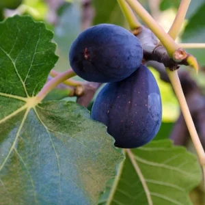 Fig Mission Live Plant - 1-2ft Tall, Sweet Purple-Black Fruit, 6" Pot - Image 1