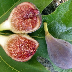Fig Tree Seeds - Heirloom Ficus Carica Seeds, Non-GMO (Ficus carica) - Image 1