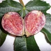 Fig 'Violeta de Bordeaux' Live Plant – 2 to 3 Feet Tall – Ship in 3 Gallon Pot – Outdoor Fruit Tree - Image 1
