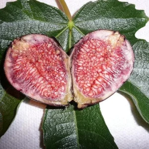 Fig 'Violeta de Bordeaux' Live Plant – 2 to 3 Feet Tall – Ship in 3 Gallon Pot – Outdoor Fruit Tree - Image 1