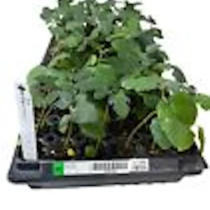 Fignomenal Dwarf Fig Tree Starter Plant - Self-Fertile Perennial Live Plant - Image 3