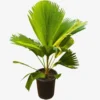Fiji Fan Palm Tree Live Plant - Pritchardia pacifica - 3 Gallon Pot - Image 1