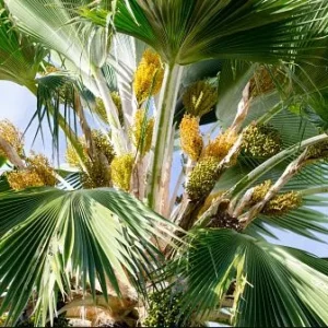 Fiji Fan Palm Tree Live Plant - Pritchardia pacifica - 3 Gallon Pot - Image 3