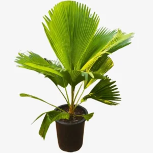 Fiji Fan Palm Tree Live Plant - Pritchardia pacifica - 3 Gallon Pot - Image 1