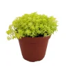 Fine Gold Leaf Sedum Live Plant – Stonecrop Succulent – 2.5 inch Pot – Indoor/Outdoor - Image 1