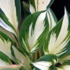 Fire and Ice Hosta Bare Root Plant - Variegated Foliage, Lavender Flowers, Zones 3-9 - Image 1