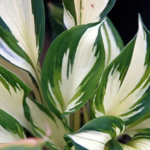 Fire and Ice Hosta Bare Root Plant - Variegated Foliage, Lavender Flowers, Zones 3-9 - Image 1