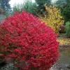 Fire Ball Burning Bush Live Plant - Compact Shrub, 4 inch pot, Outdoor - Image 1