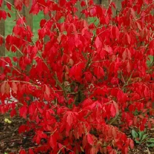 Fire Ball Burning Bush Live Plant - Compact Shrub, 4 inch pot, Outdoor - Image 2