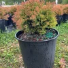 Fire Chief Arborvitae Live Plant - 3 Gallon Container - Evergreen Shrub - Image 1