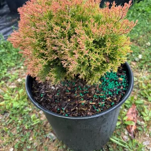 Fire Chief Arborvitae Live Plant - 3 Gallon Container - Evergreen Shrub - Image 5