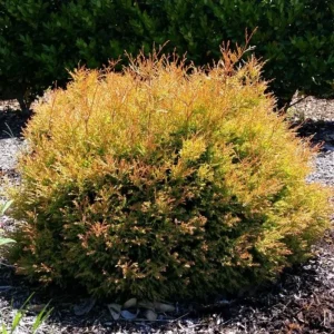 Fire Chief Globe Arborvitae Live Plant - 1 Quart Pot, 6 Inches Tall, Red & Gold Dwarf Evergreen Shrub, Outdoor - Image 2