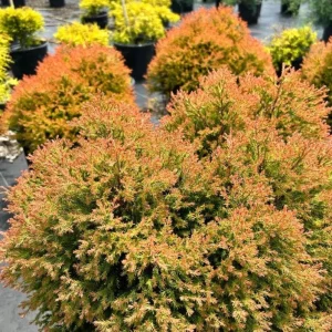 Fire Chief Globe Arborvitae Live Plant - 1 Quart Pot, 6 Inches Tall, Red & Gold Dwarf Evergreen Shrub, Outdoor - Image 3