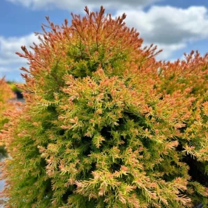 Fire Chief Globe Arborvitae Live Plant - 1 Quart Pot, 6 Inches Tall, Red & Gold Dwarf Evergreen Shrub, Outdoor - Image 1