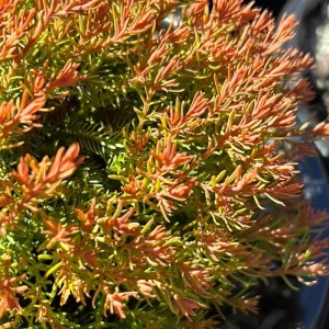 Fire Chief Globe Arborvitae Live Plant - 1 Quart Pot, 6 Inches Tall, Red & Gold Dwarf Evergreen Shrub, Outdoor - Image 4